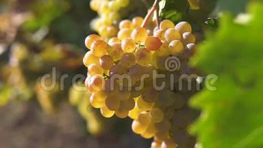 一串葡萄，葡萄藤上的白葡萄.. 酿造白葡萄酒的葡萄酒上的熟葡萄